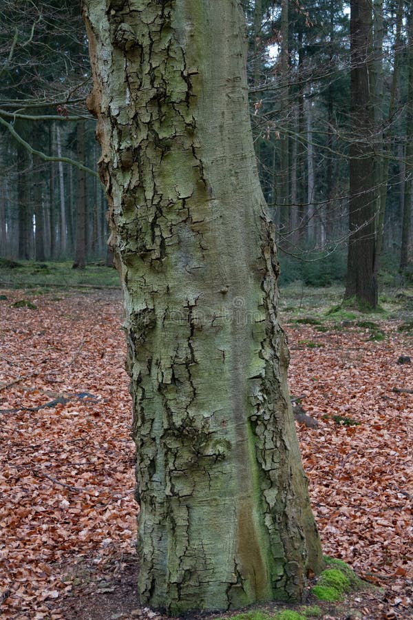 Beech Bark Disease royalty free stock photos
