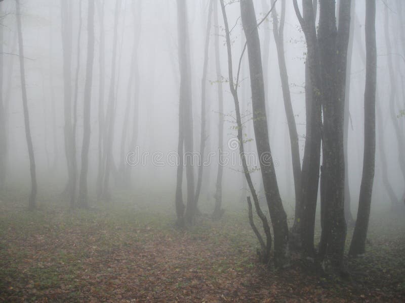 Beech forest in Krimea,Ukraine