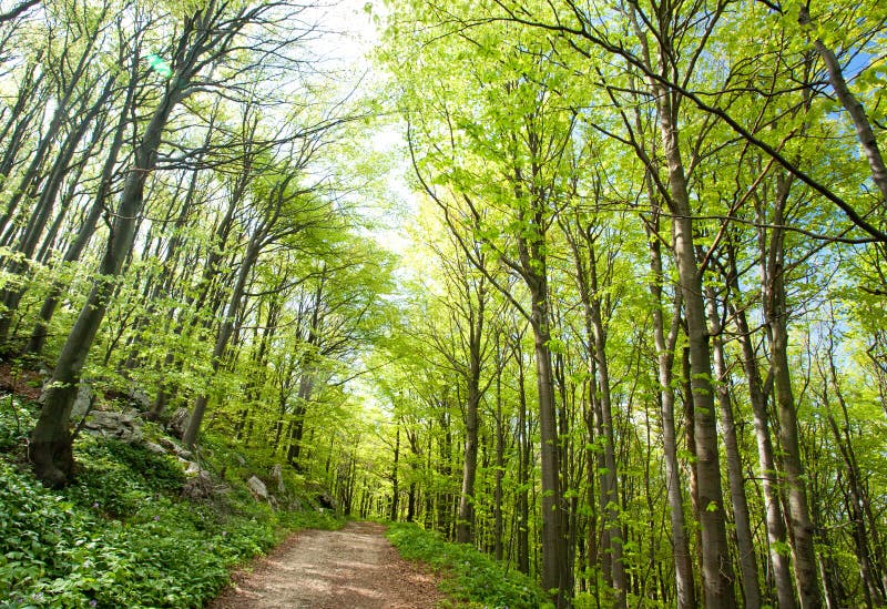 Beech forest in spring