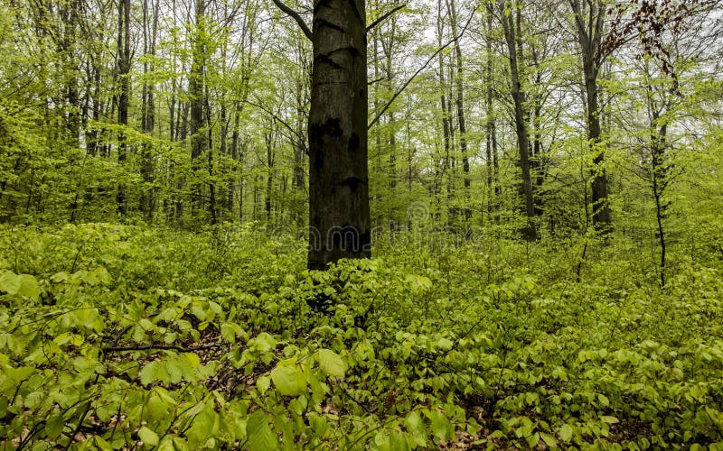 Beech forest in spring with young, leaves as a background