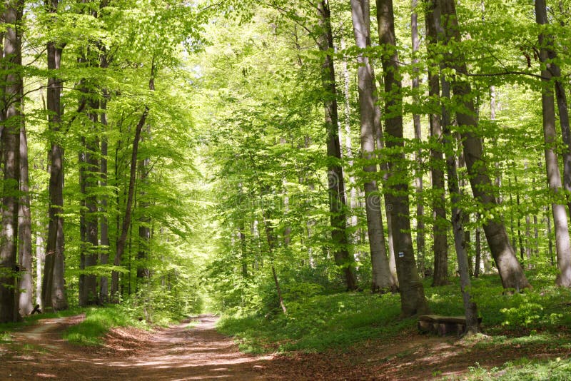 Beech forest during springtime