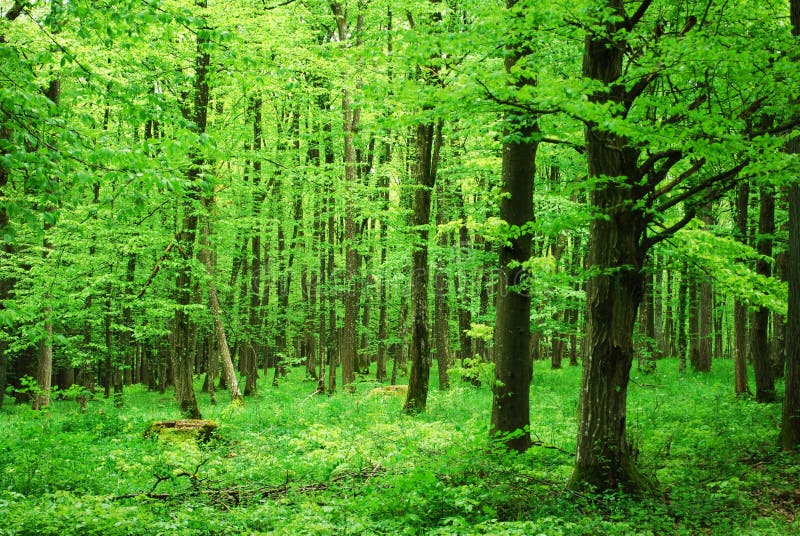 Beech forest