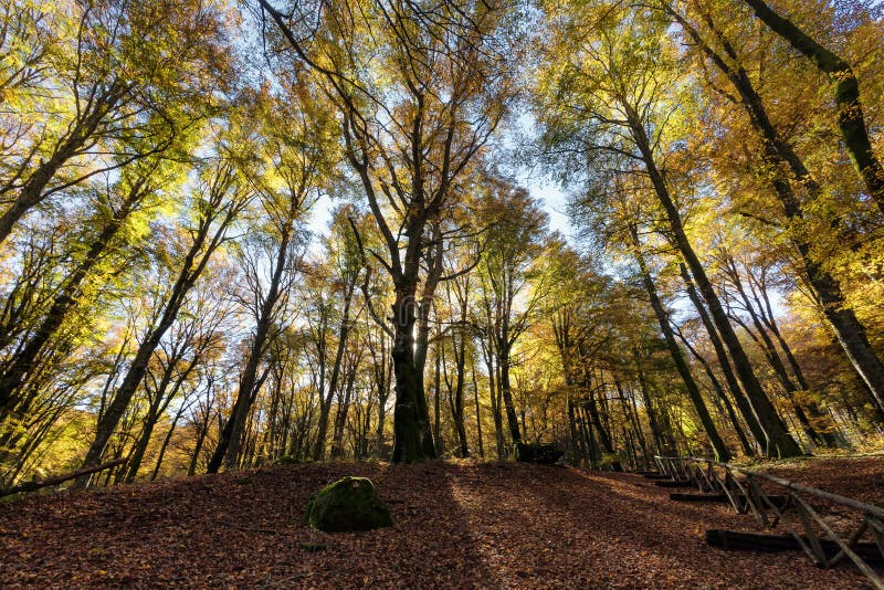 Beech forest with trees in backlight. Dry leaves of the undergrowth. Autumn colors, branches and trunks without leaves. Beech stock photo Beech forest with trees in backlight. Dry leaves of the undergrowth. Autumn colors, branches and trunks without leaves. Beech stock photo