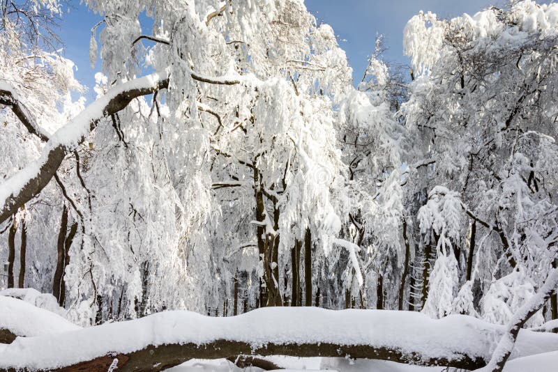 Beech forest in winter on the Feldberg plateau