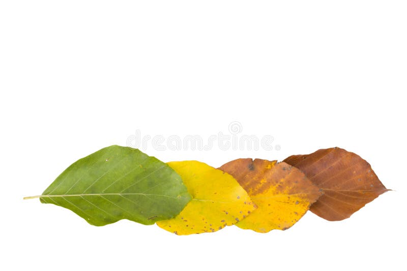 Beech leaves