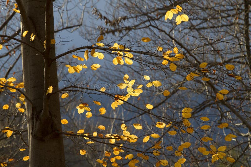 Beech leaves in autumn