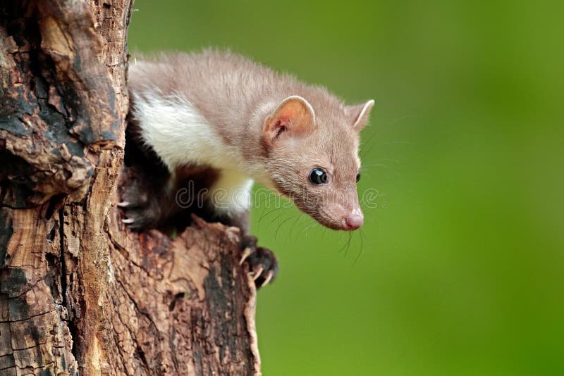 Beech marten, Martes foina, with clear green background. Small predator sitting on the tree trunk in forest. Wildlife scene from