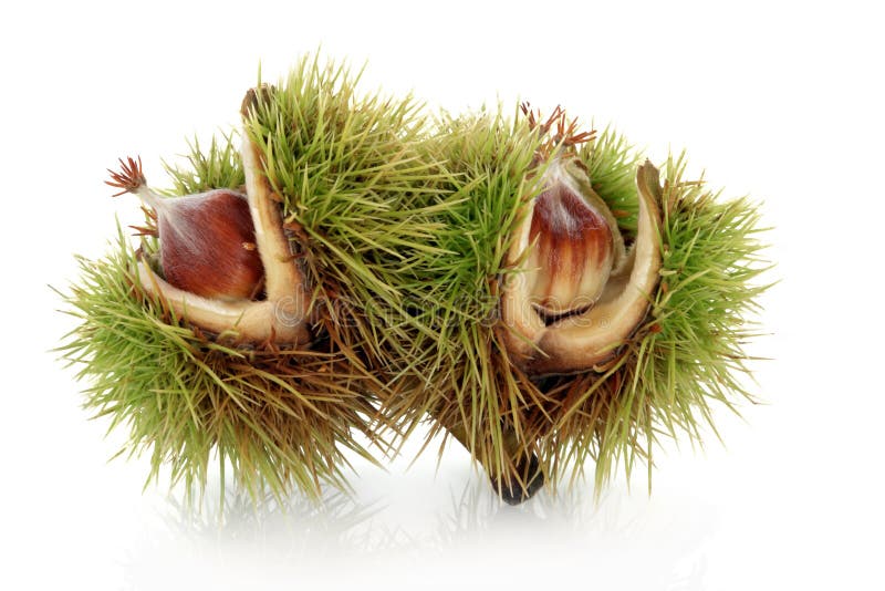 Beech Nuts stock image. Image of nature, fall, shell 24020461