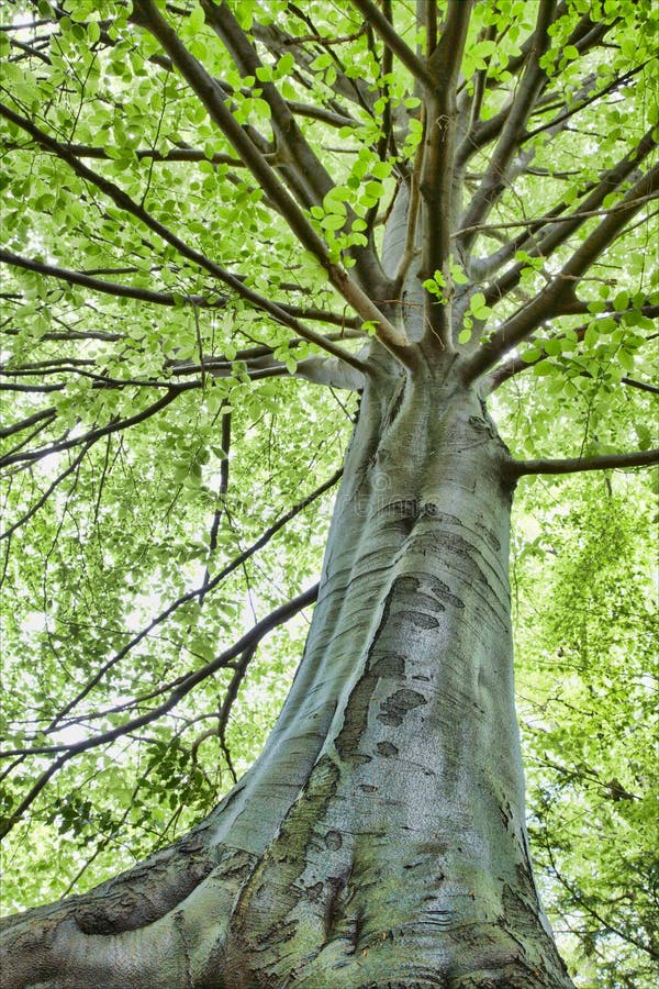 Beech tree