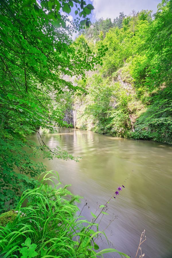 Beech trees around River Hornad in Slovak Paradise during summer