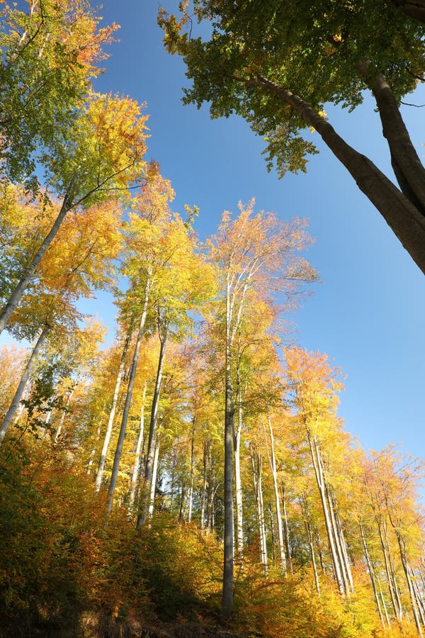 Beech trees in an autumn forest against the blue sky