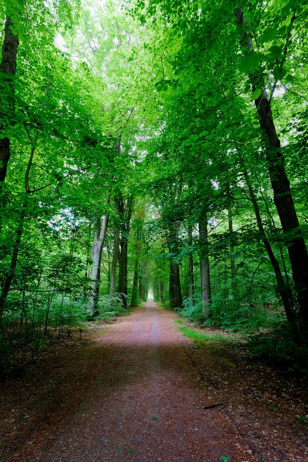 Beech Trees Leaves Woods Autumn Sonian Forest Stock Photo - Image of ...