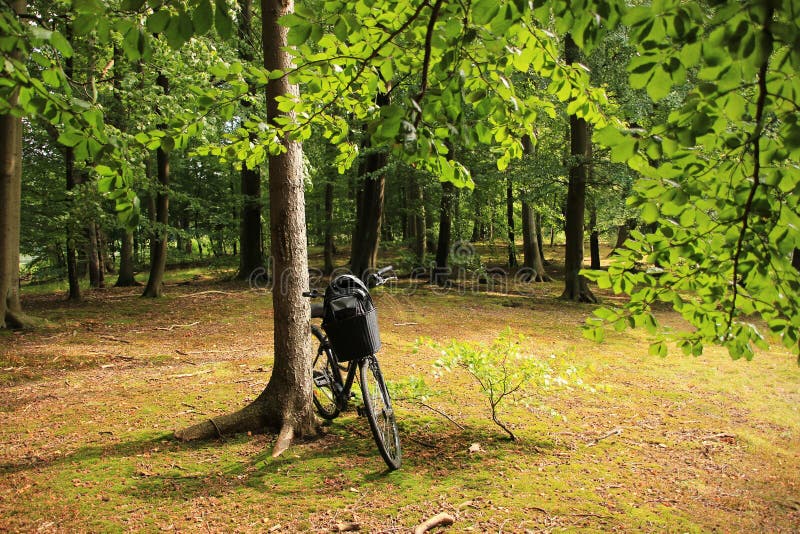 Beeches and a bike in the park in spring. Packsack, ground.