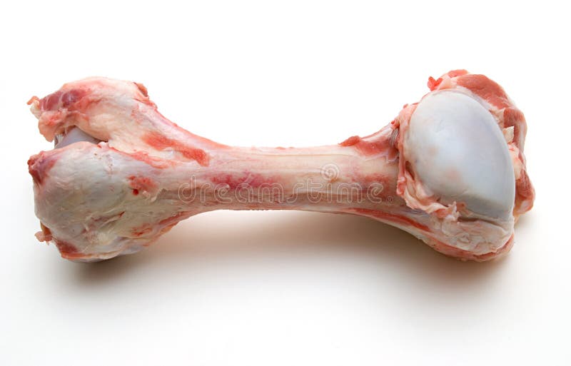 Beef bone stock photo. Image of isolated, object, closeup 11691916