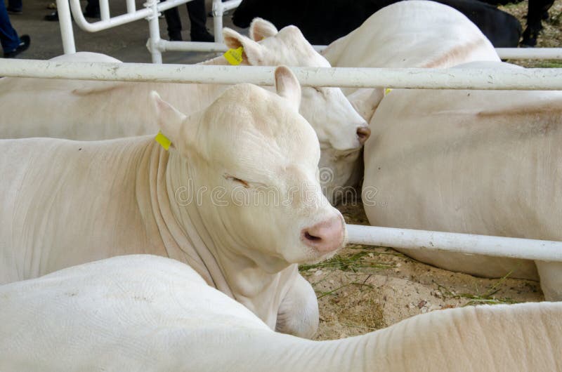 Beef cattle on the farm stock image. Image of beef, group 141014665