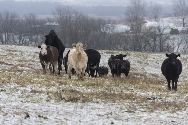 Beef Cattle in a field