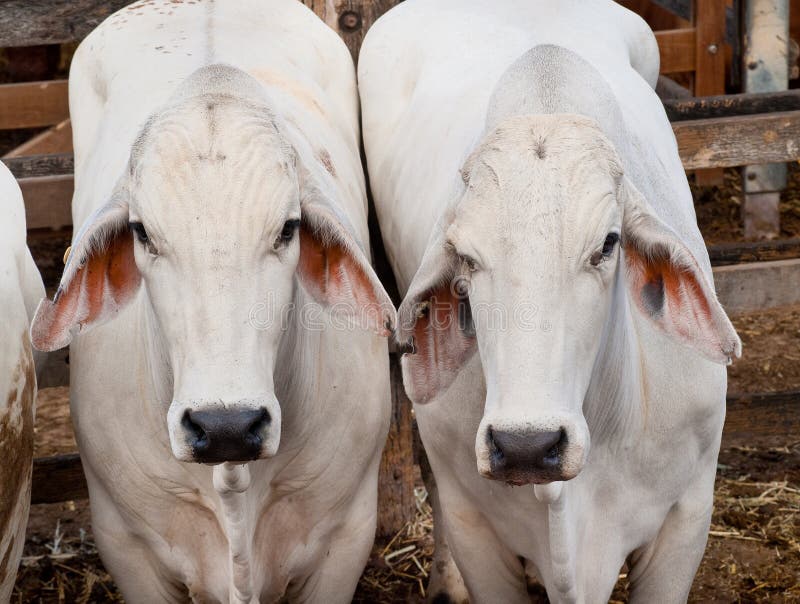 Brahman Beef Cattle in yards. Brahman stock images, royalty-free photos and pictures