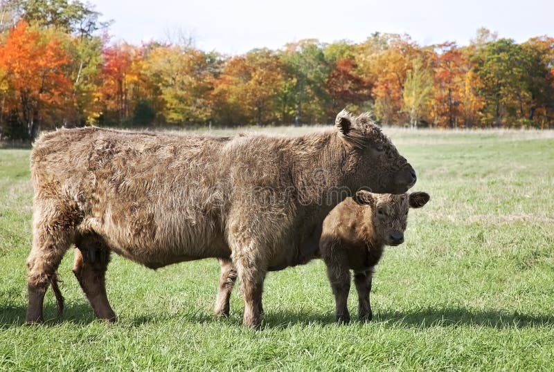 Beef cow and calf