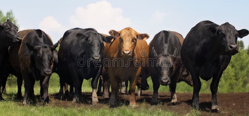 Beef cows
