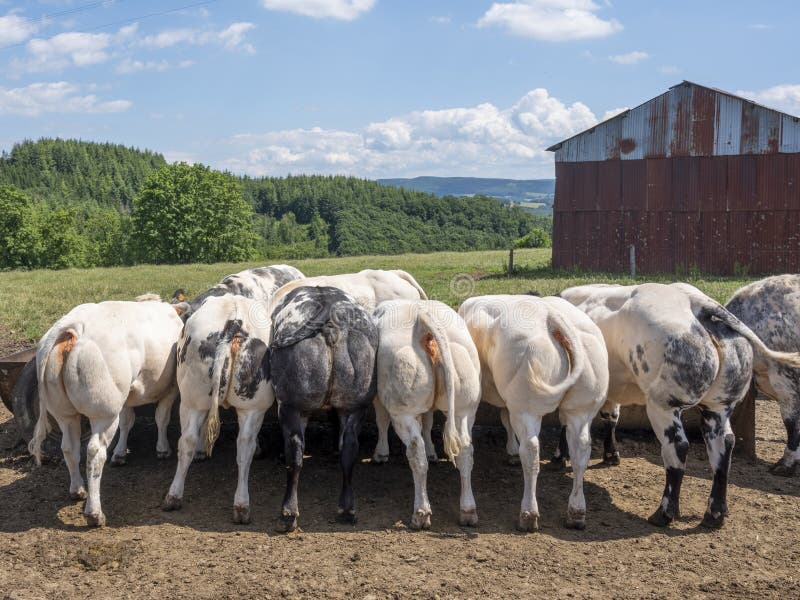 beef cows near rusty iron barn in belgian ardennes region in meadow under blue summer sky freed from trough