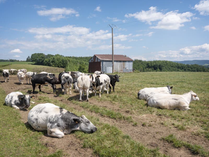 beef cows near rusty iron barn in belgian ardennes region in meadow under blue summer sky freed from trough