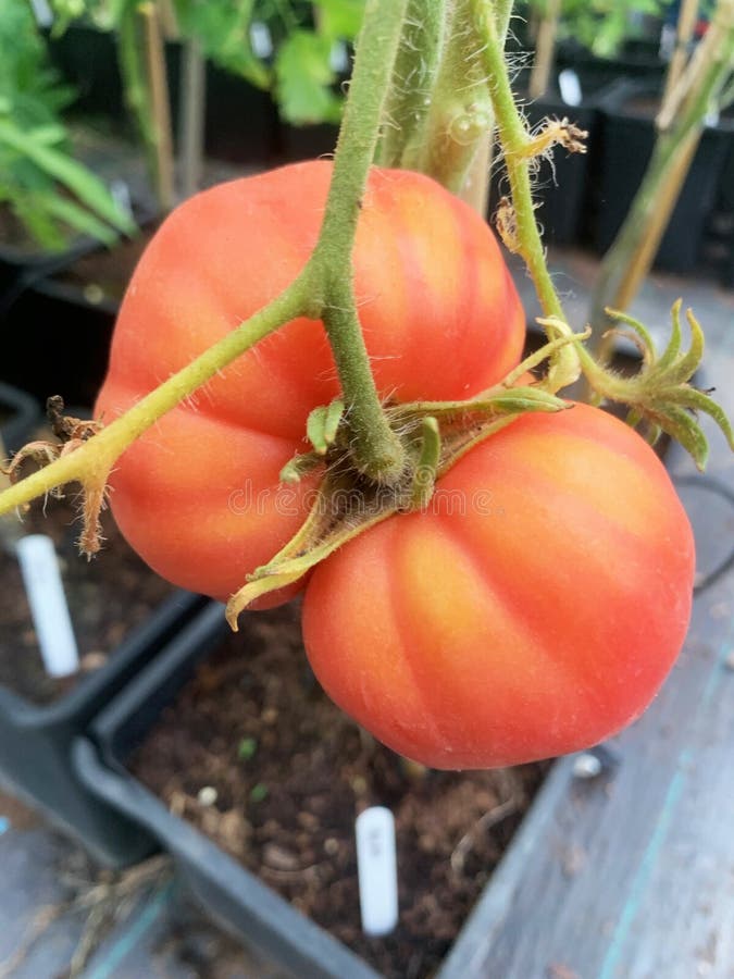 Beefsteak tomato stock photo. Image of beefsteak, organic 77535674