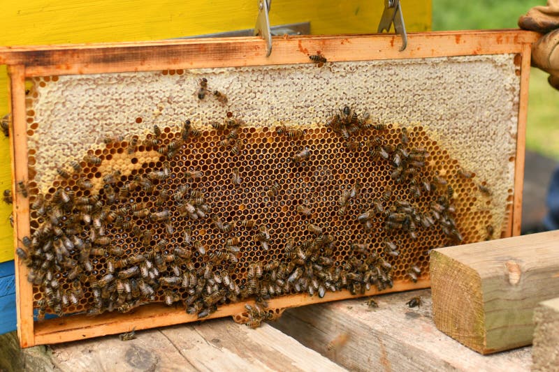 Un stup cu albine. închidere macrocomandă.