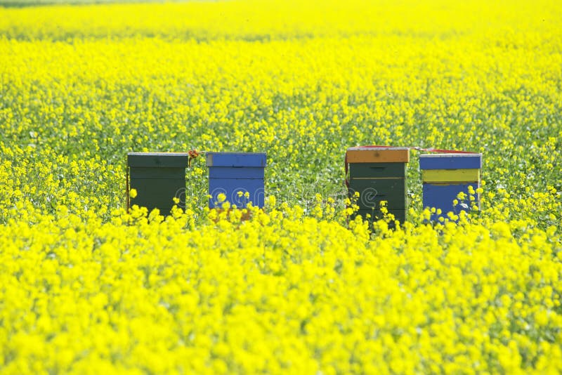 Beehive with flowers stock image. Image of colored, choice 40016829
