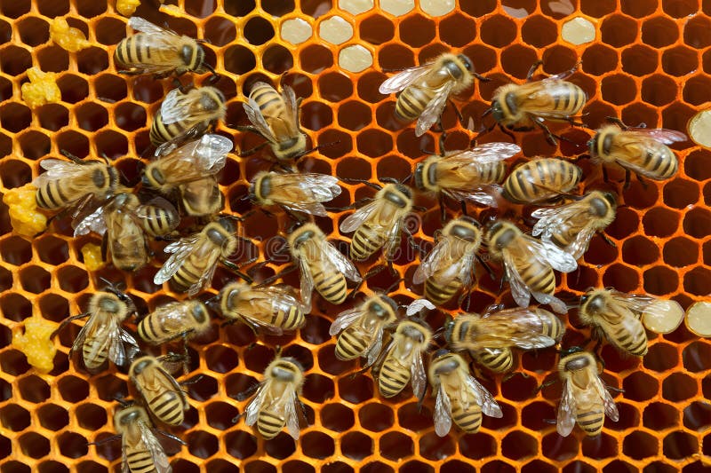 Beehive frames illustrate bees turning nectar into honey in hive Generative AI