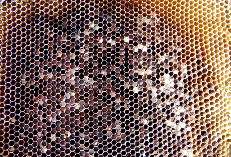 nectar flower hive nectar flower hive