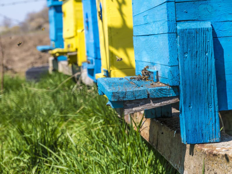 Beehive, painted in yellow and blue, and flying bees, gathering honey.