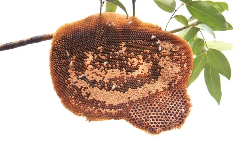 pics Honey Bee Hive Images Free free royalty free stock photos from