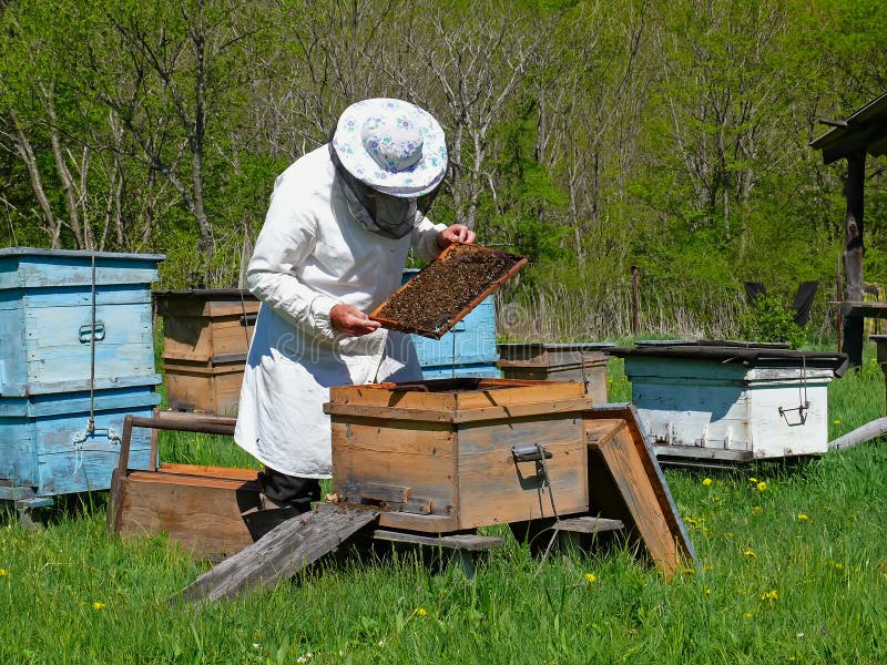 Bee keeper at work stock photo. Image of buzz, work, honey 11842498