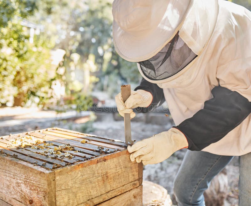 Beekeeper, Bees and Honey Production Process for Natural Organic Wax