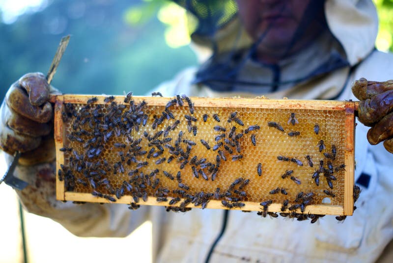 Commercial Beekeeper at Work, Cleaning and Inspecting Hive Stock Image