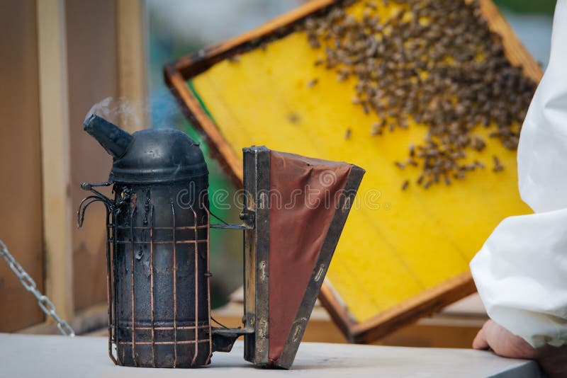 Beekeeper Holding Frame of with Working Bees Outdoor Stock
