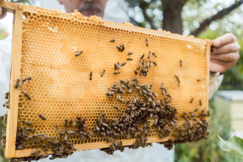 Beekeeper Holding with Bees in His Hands Stock Image Image