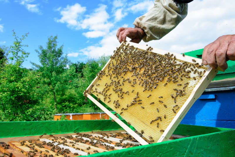 53,892 Beekeeping Stock Photos - Free & Royalty-Free Stock Photos from  Dreamstime