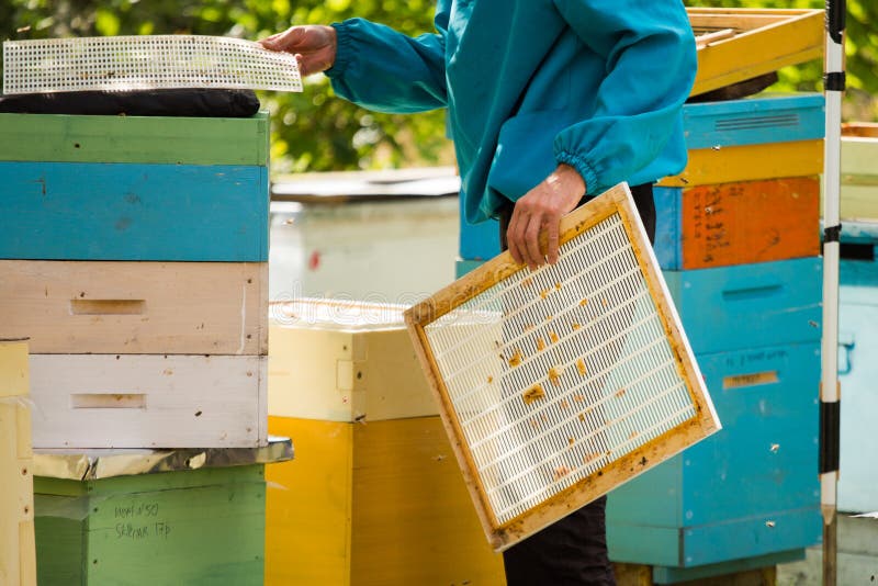 Beekeeper Holds Queen Excluder. Stock Photo Image of frame, equipment