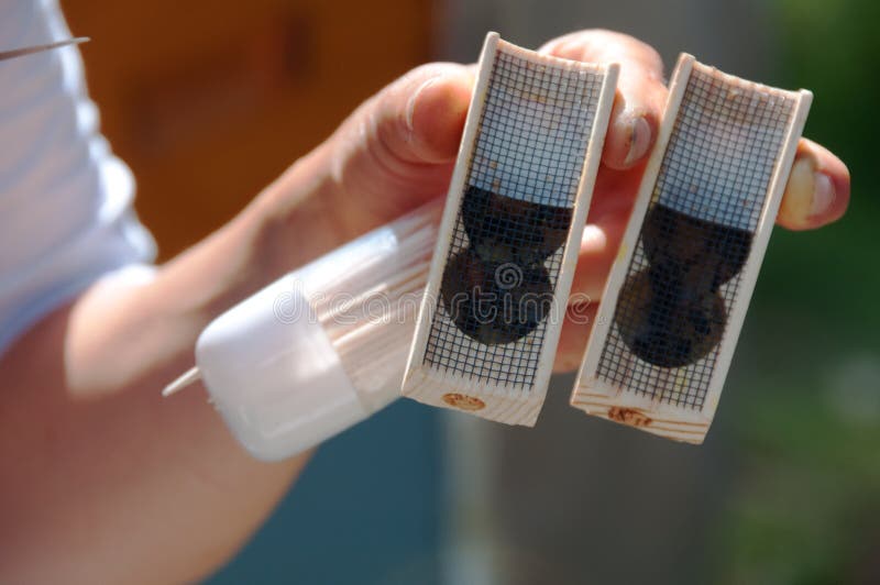 Beekeeper Holds Two Queen Bee Cages