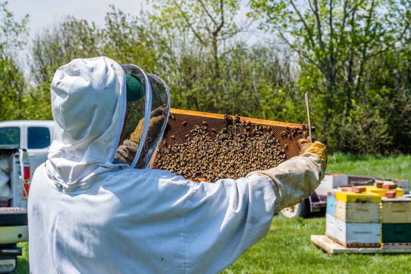 Beekeeper inspecting brood tray from beehive royalty free stock photo Beekeeper inspecting brood tray from beehive royalty free stock photo