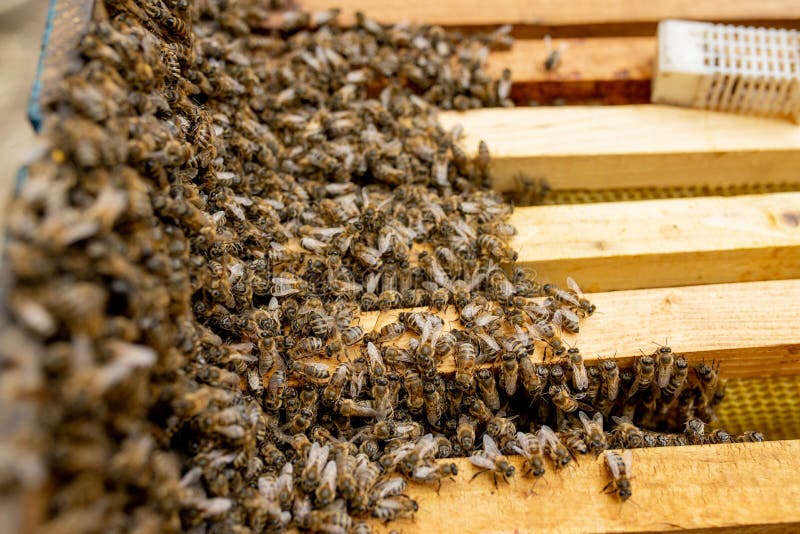 Queen Bee in Introduction Cage Stock Photo Image of horizontal