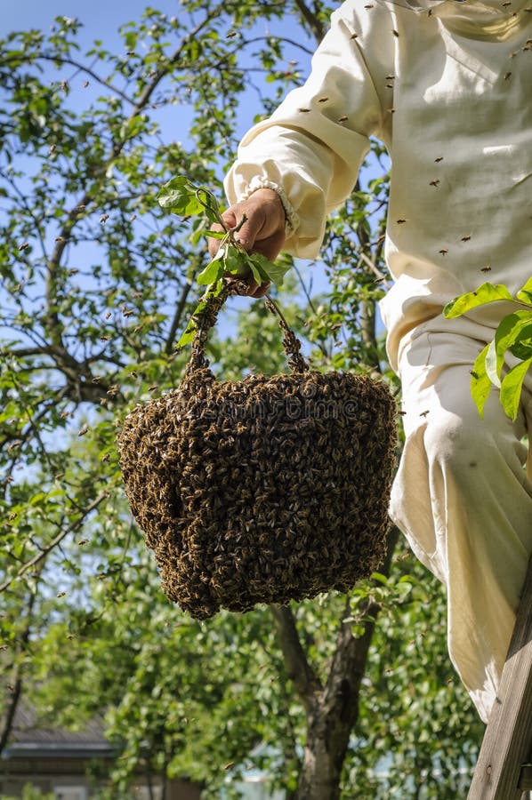 Beekeeper- och bisvärm arkivbilder Beekeeper- och bisvärm arkivbilder
