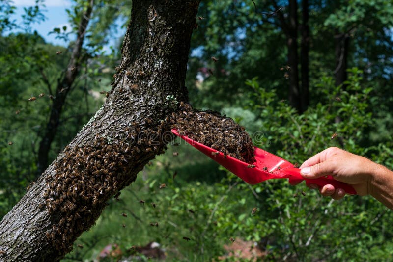 A Beekeeper without Protection Collects a Swarm of Bees from a Tree
