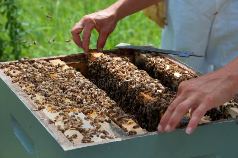 Beekeeper Removing Honeycomb From Bee Colony