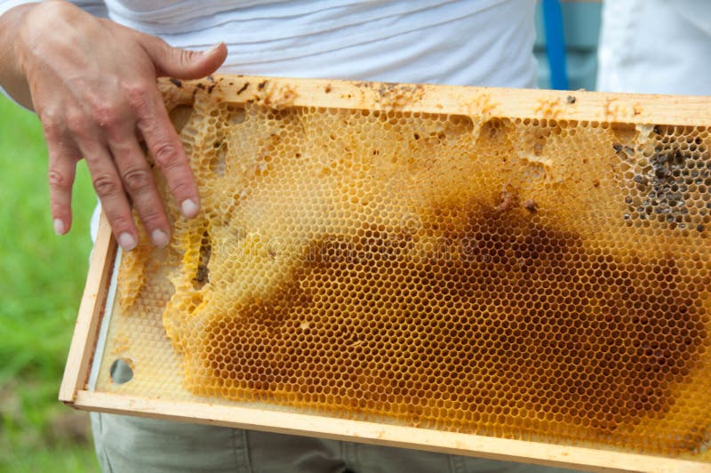 Beekeeper Showing Honeycomb