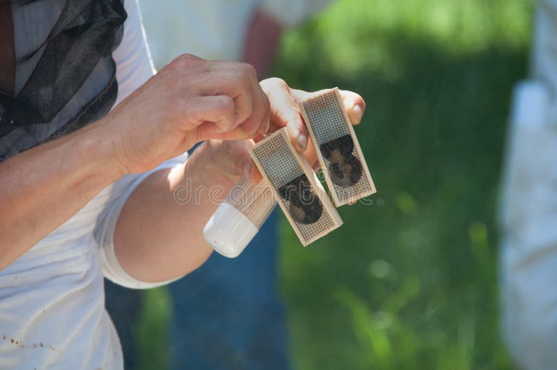 Beekeeper Showing Honeycomb