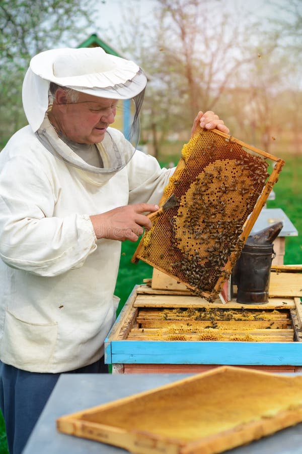 Beekeeper som rymmer en honungskaka full av bin Beekeeper i skyddande workwear som kontrollerar honungskakaramen på bikupan arbet arkivfoto Beekeeper som rymmer en honungskaka full av bin Beekeeper i skyddande workwear som kontrollerar honungskakaramen på bikupan arbet arkivfoto