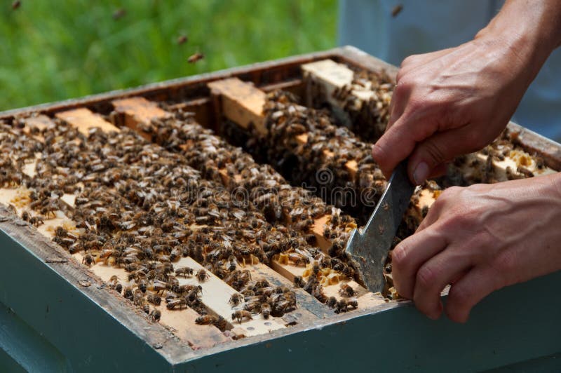 Beekeeper Using Hive Tool to Separate Honeycombs