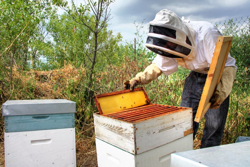 Beekeeper stock image. Image of flower, producer, hives 55193109